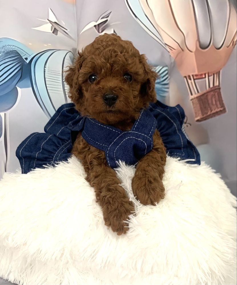 Пудел той Poodle toy с родословие