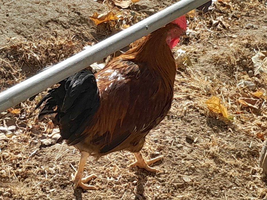 Петухи 8 месяцев