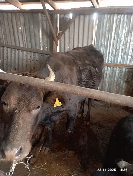 Продается каровы