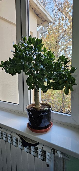 Бугенвиллия Красная и денежняя дерево