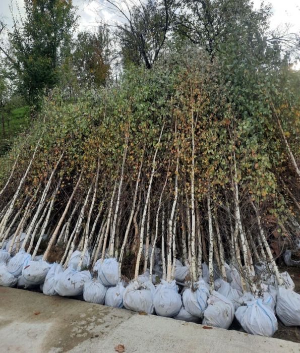 Plante ornamentale de orice specie la pret minim garantat