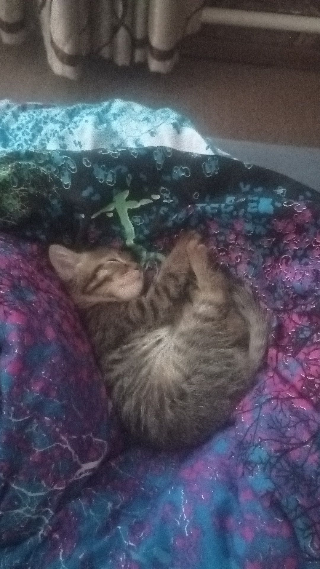 Отдам котят бесплатно