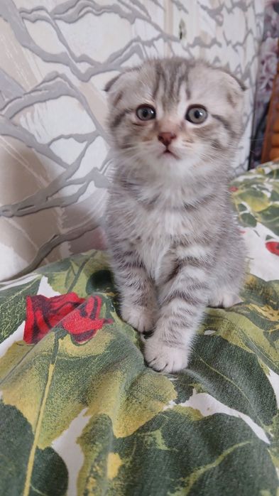 Продам британских котят