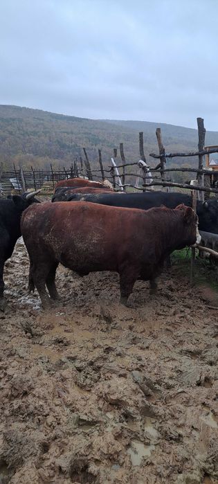 Продадени са животните