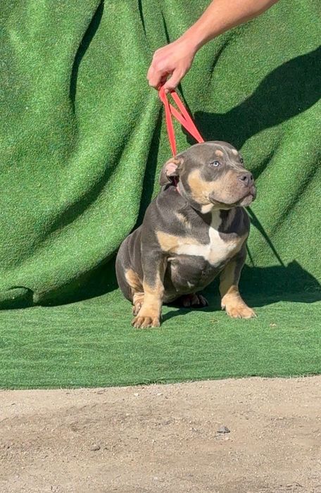 Американско були покет