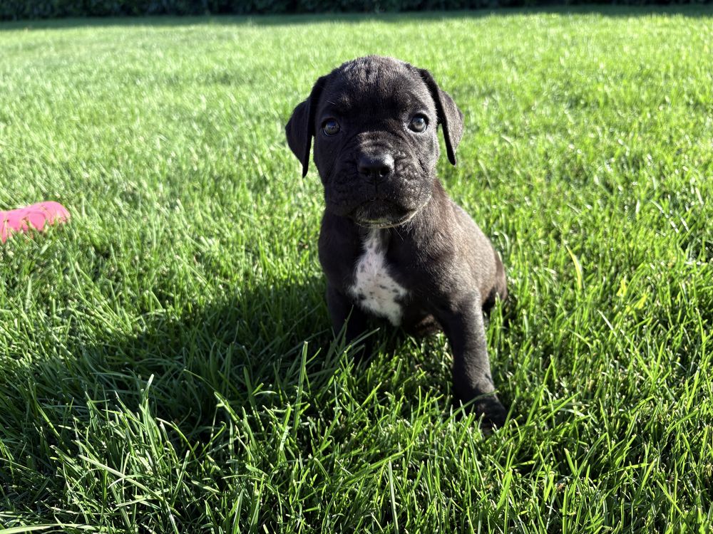 Pui Cane Corso 7 saptamani femela