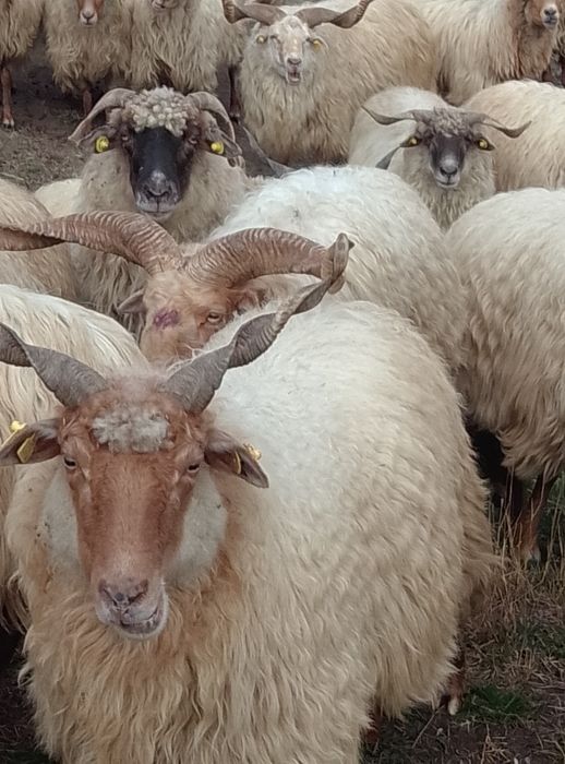 Vând oi Rațca reformă