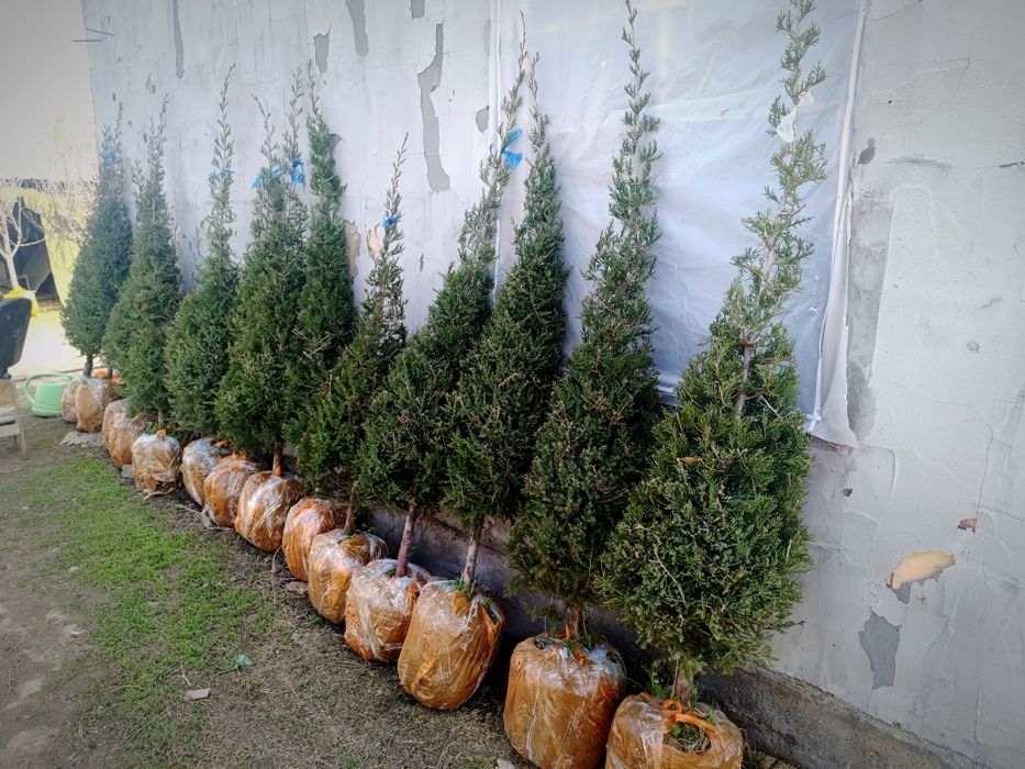 Саженцы можжевельник пирамидальный