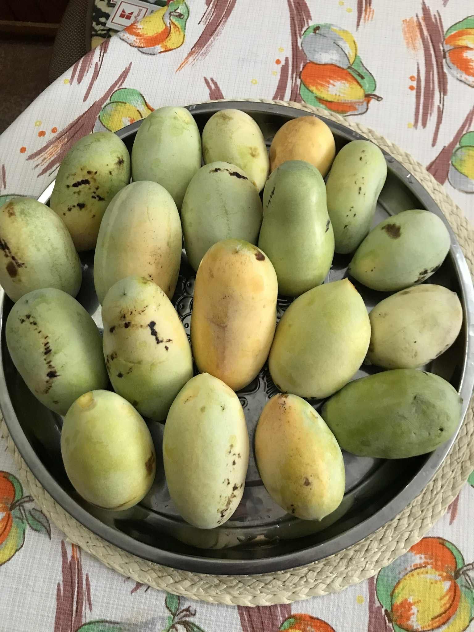 Продавам фиданки Асимина