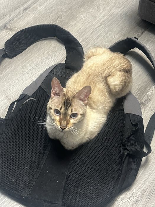 Бенгальская кошка