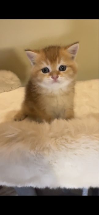 Продается котенок мальчик британец