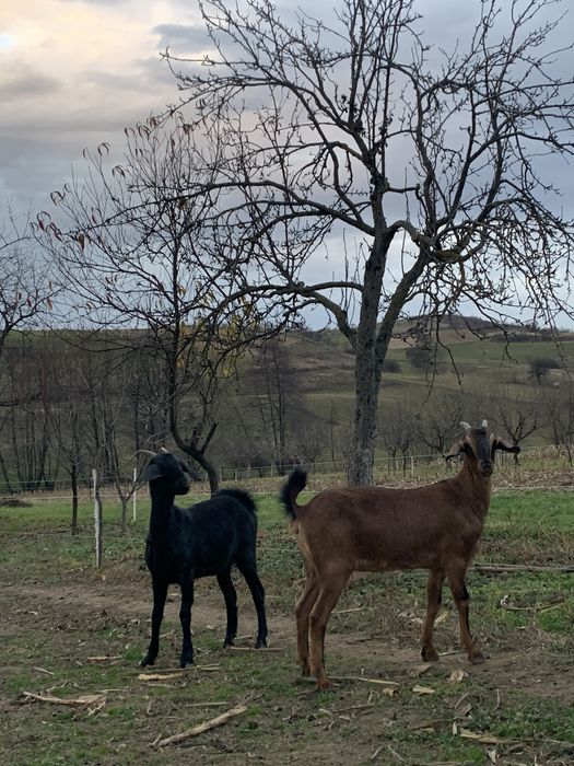 Vând doua iede anglo-nubiene gestante
