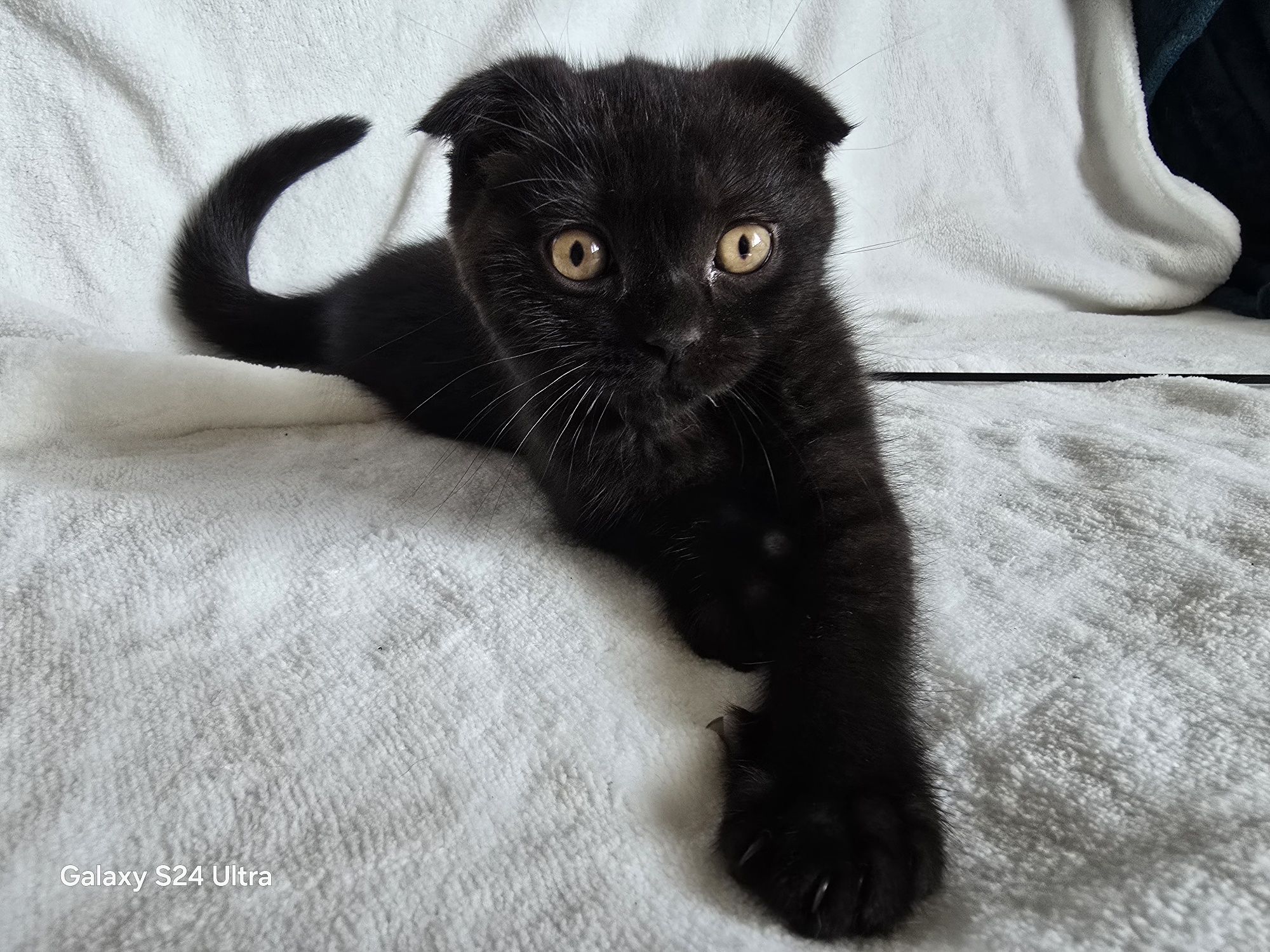 Клепоухи шотландски котенца