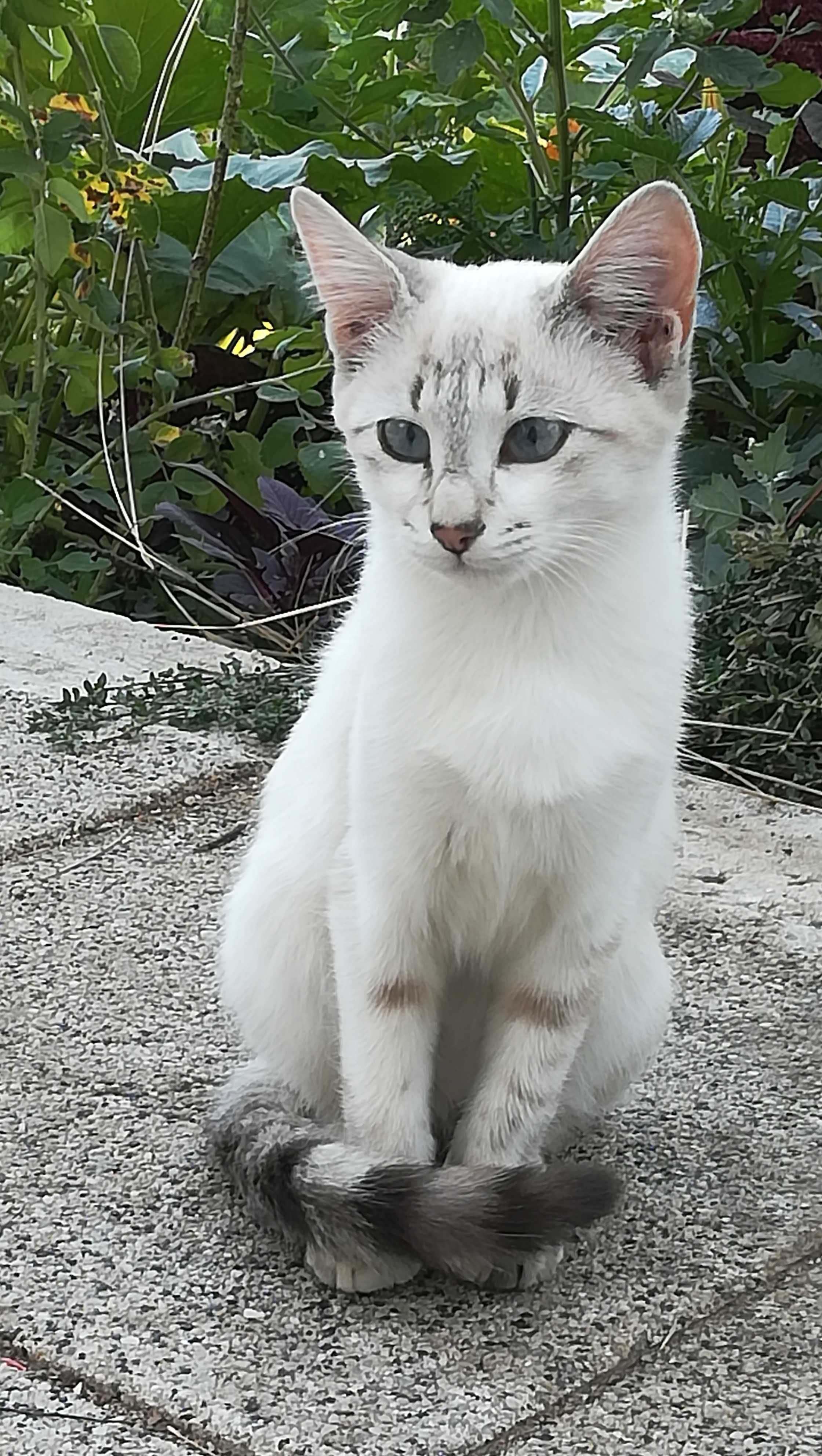 Бяло коте на 5 месеца