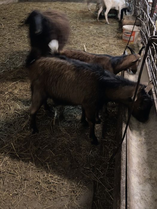 Tapi de prasile boier si alpin francez