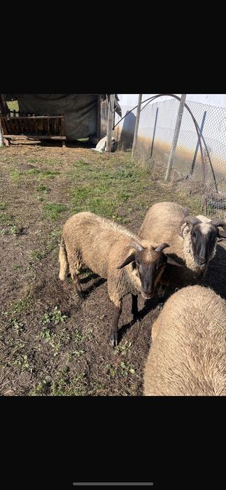 Oi tinere de carne, influență Suffolk – 15 lei/kg viu