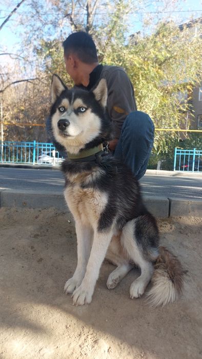 Хаски Қаски Каски