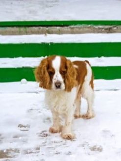 Вязка Английский кокер