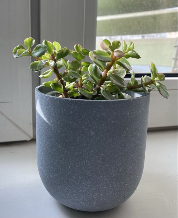 Крассула (полтуракария арфа)