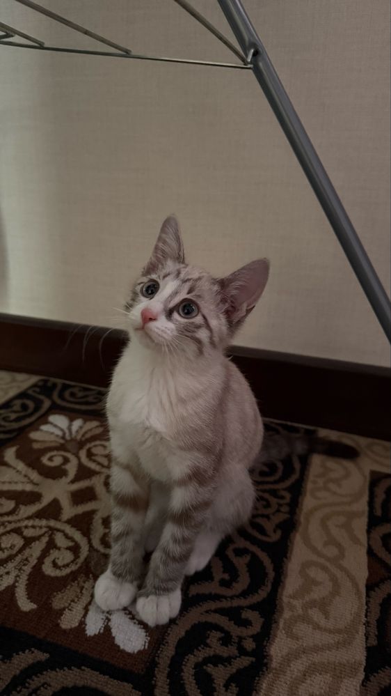 Котенок. Мушукча.
