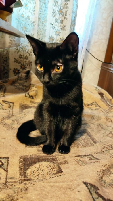 Чёрная кошечка 4 месяца