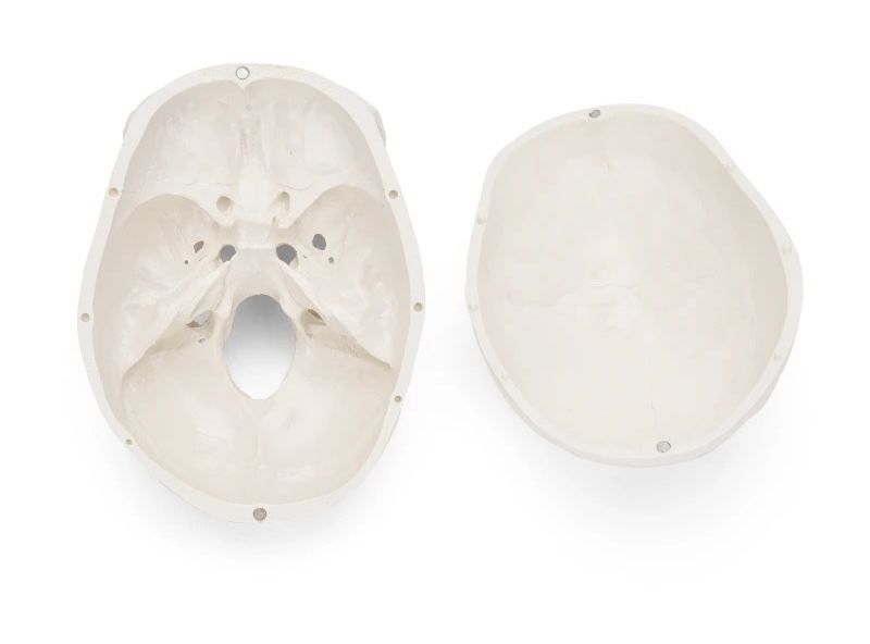 Model craniu anatomic, design realist