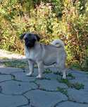 femela pug cu pedigree