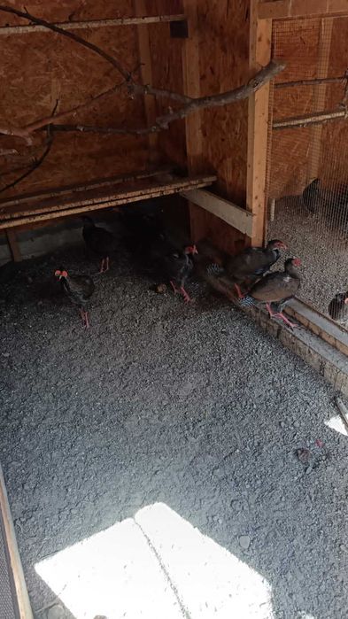 Fazani argintii de vanzare