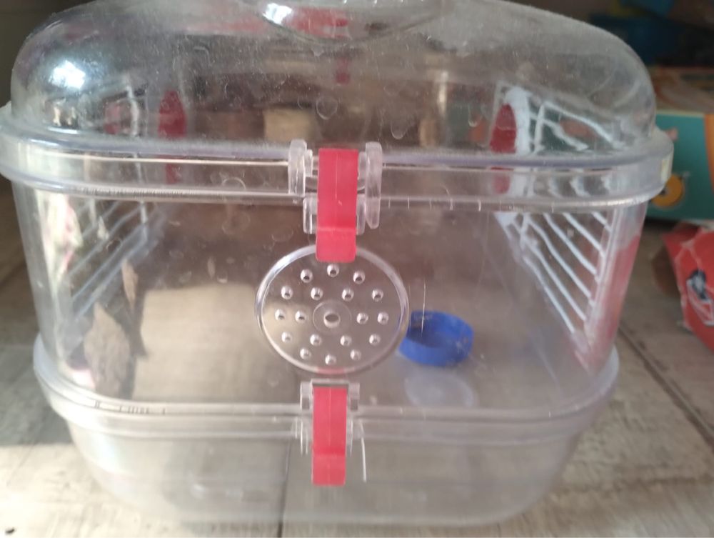 Cusca soricel sau hamster