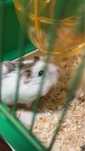 Hamster dragalas de doua luni+ cusca si accesorii- totul inclus!