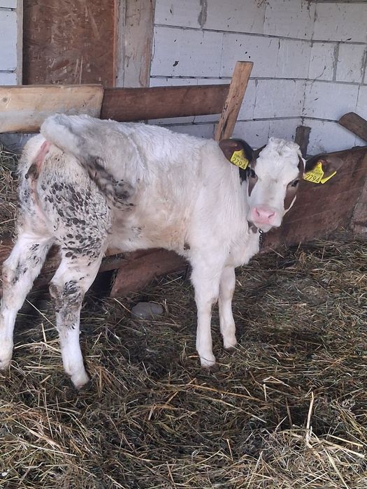 vând vițea  belga de 8 săptămâni