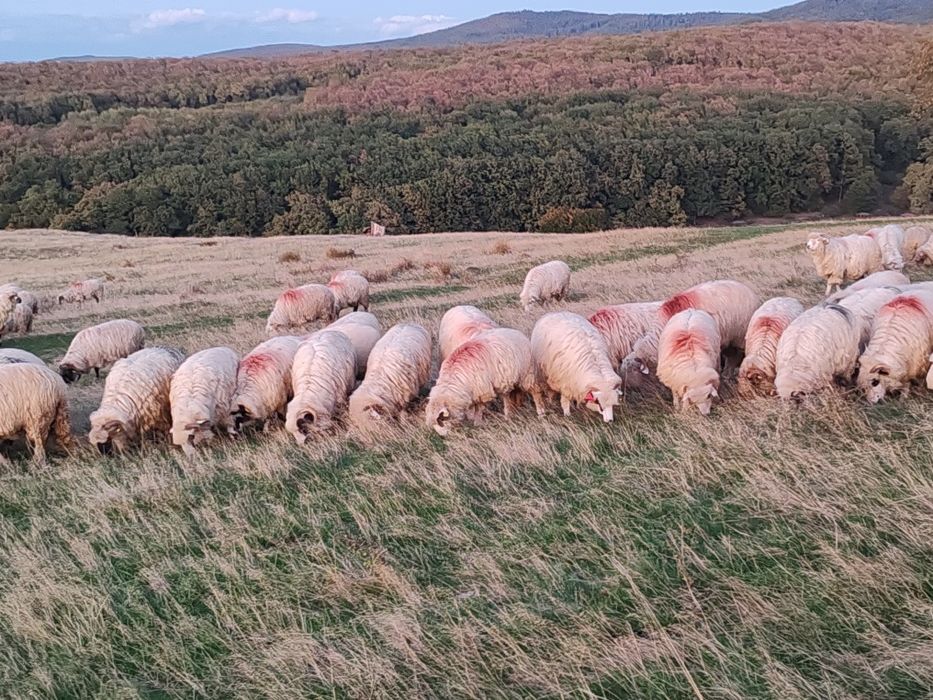 Vând 150 de oi frumoase cu tratamentele la zii