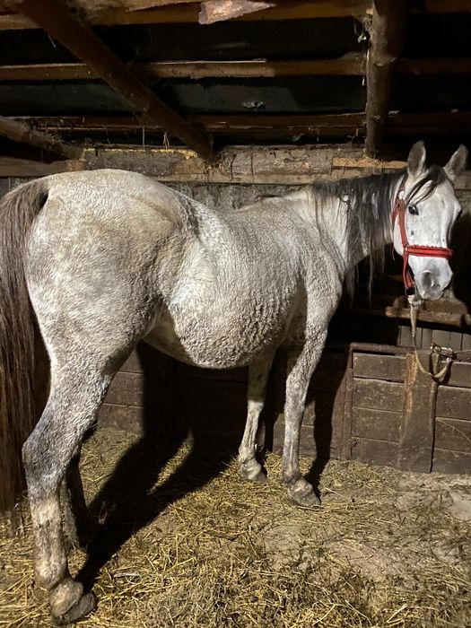 Iapa.        de        8 ani