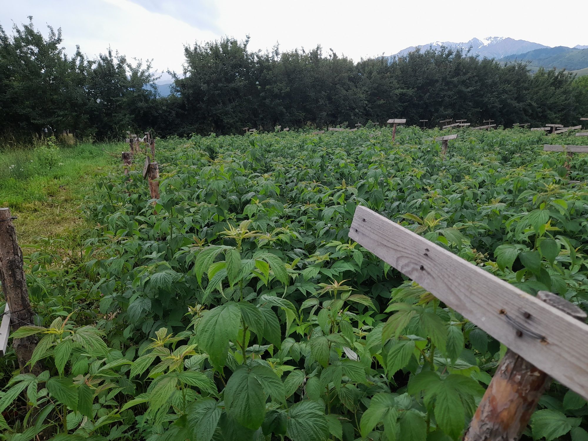 Продам саженцы малины полскои селексеи