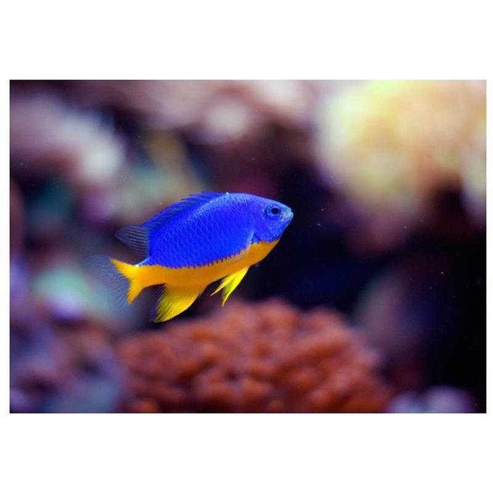 Peste apa sarata Chrysiptera Hemicyanea Azure Damselfish