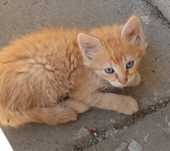 Pisoiasi pentru adoptie