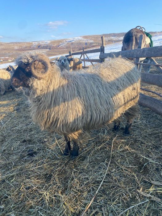 De vânzare 2 berbecuți bucălăi