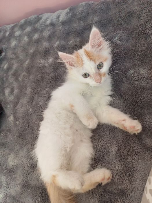 Котёнок мальчик в хорошие руки