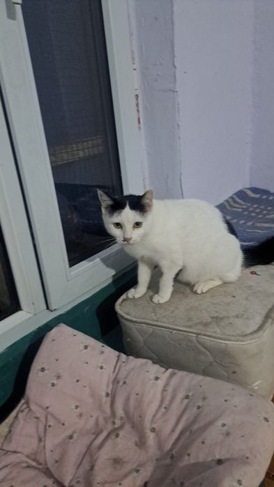 Кошечка в добрые руки