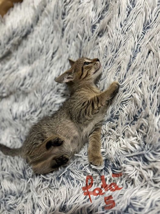 Donez 5 pisici , varsta  1 luna si jumatate