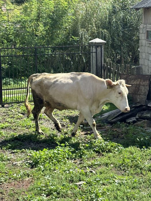 Vand vaci in Valeni, Maramures