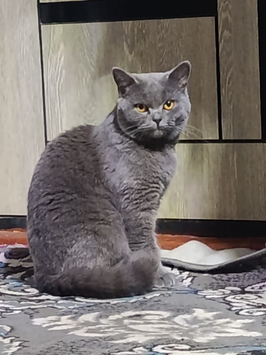 Mushuk skotsh tozasi