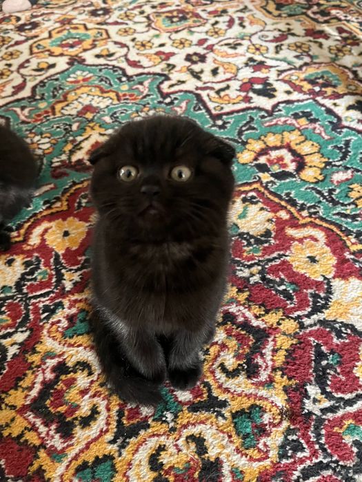 Скотиш страйт/фолд