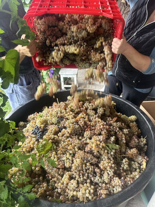 Struguri de vin soiuri nobile