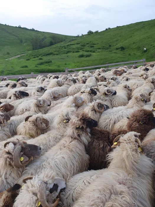 Se vand 250 de oi, toate tinere si gestante