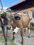 Vaca și vițel de vânzare