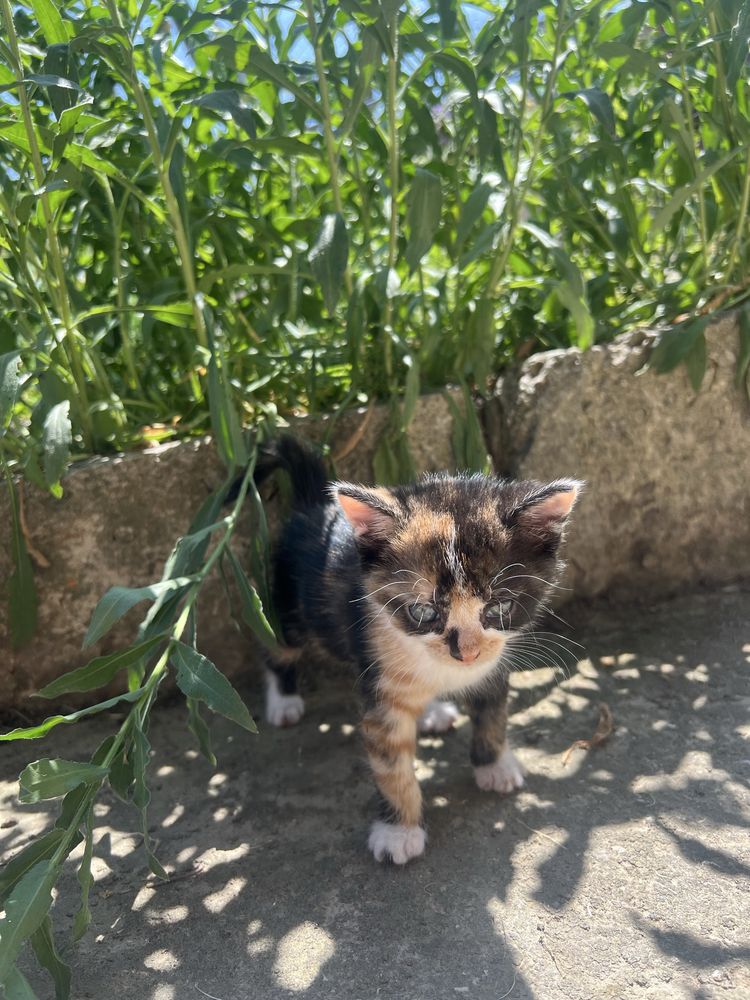 Подарявам котенца на 3 седмици