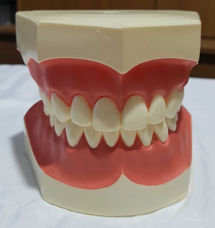Stomatologie tehnica dentara model studiu mandibula maxilar cu dinti