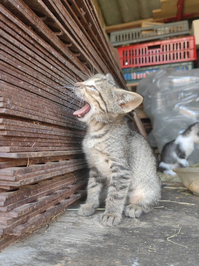 Ofer spre adopție 5 puiuți de pisica jucăuși