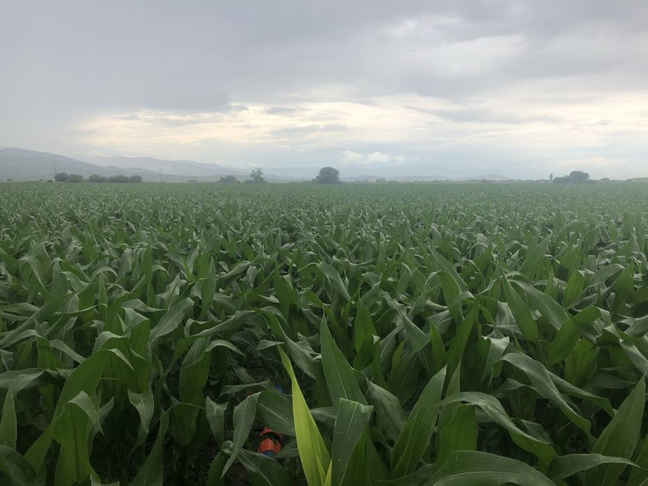 Сенаж , Силаж ,  Ливадно Сено, Слама